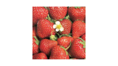 Zelltuch-Serviette, 33x33cm, 3-lagig, 1/4-Falz, 'Strawberry TaT'