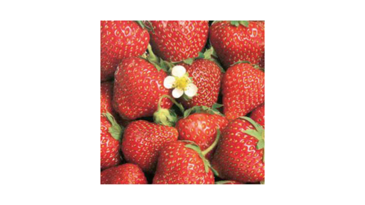 Zelltuch-Serviette, 33x33cm, 3-lagig, 1/4-Falz, 'Strawberry TaT'